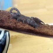 Żywa lekcja biologii