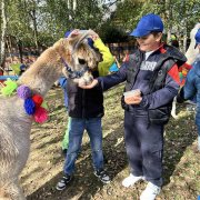 Na farmie alpak w Małej Łące