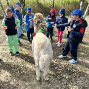 Na farmie alpak w Małej Łące