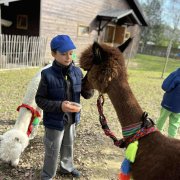 Na farmie alpak w Małej Łące