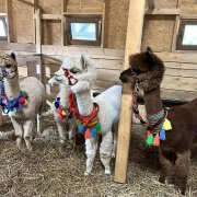 Na farmie alpak w Małej Łące