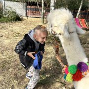 Na farmie alpak w Małej Łące