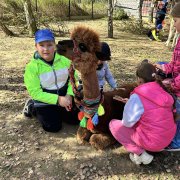 Na farmie alpak w Małej Łące