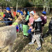 Na farmie alpak w Małej Łące