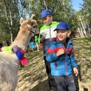 Na farmie alpak w Małej Łące