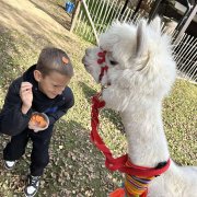 Na farmie alpak w Małej Łące